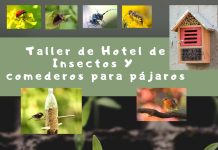 Taller de Hotel de Insectos y comederos para pájaros en HUB